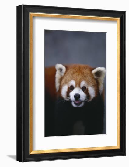 Lesser Panda-DLILLC-Framed Photographic Print