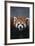 Lesser Panda-DLILLC-Framed Photographic Print