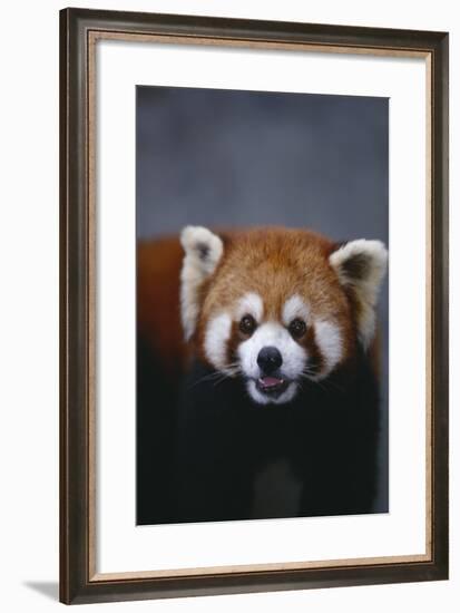 Lesser Panda-DLILLC-Framed Photographic Print