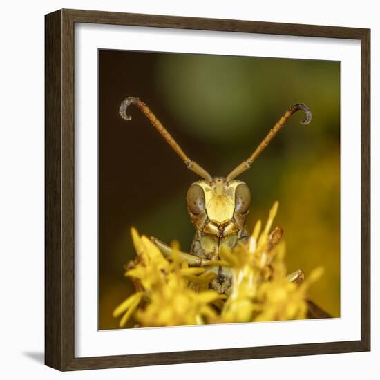 Lesser paper wasp on Goldenrod flower, Pennsylvania, USA-Doug Wechsler-Framed Photographic Print