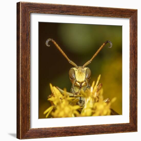 Lesser paper wasp on Goldenrod flower, Pennsylvania, USA-Doug Wechsler-Framed Photographic Print