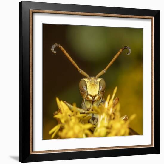 Lesser paper wasp on Goldenrod flower, Pennsylvania, USA-Doug Wechsler-Framed Photographic Print