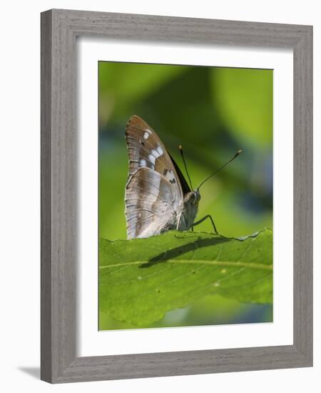 Lesser purple emperor butterfly (Apatura ilia), sitting on a leaf, Finland, August.-Jussi Murtosaari-Framed Photographic Print