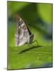 Lesser purple emperor butterfly (Apatura ilia), sitting on a leaf, Finland, August.-Jussi Murtosaari-Mounted Photographic Print