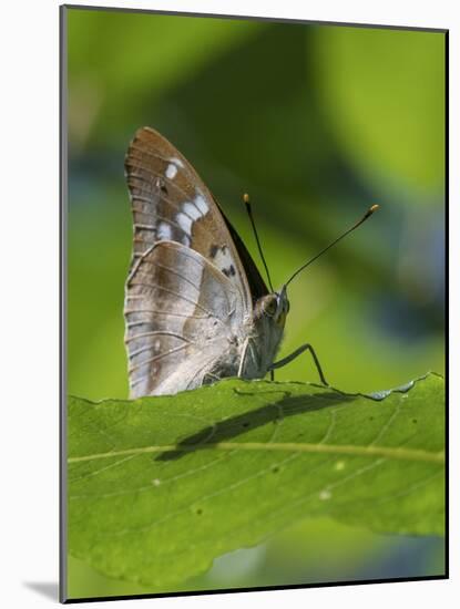 Lesser purple emperor butterfly (Apatura ilia), sitting on a leaf, Finland, August.-Jussi Murtosaari-Mounted Photographic Print