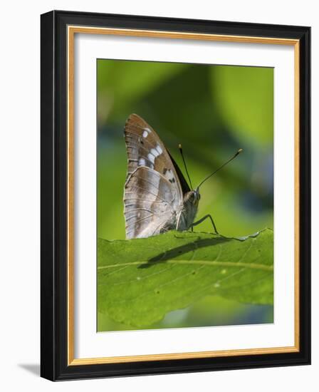 Lesser purple emperor butterfly (Apatura ilia), sitting on a leaf, Finland, August.-Jussi Murtosaari-Framed Photographic Print