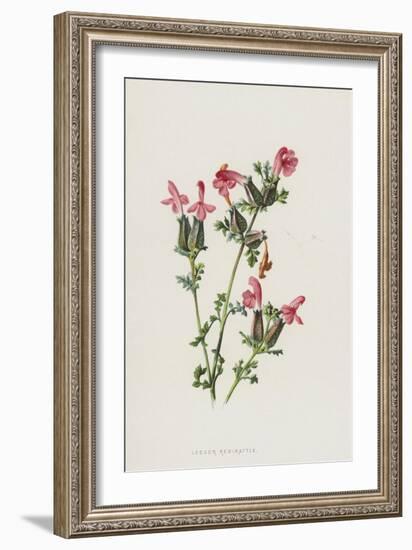 Lesser Red-Rattle (Chromolitho)-Frederick Edward Hulme-Framed Giclee Print