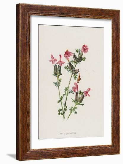 Lesser Red-Rattle (Chromolitho)-Frederick Edward Hulme-Framed Giclee Print