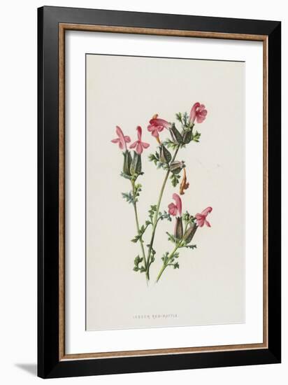 Lesser Red-Rattle (Chromolitho)-Frederick Edward Hulme-Framed Giclee Print