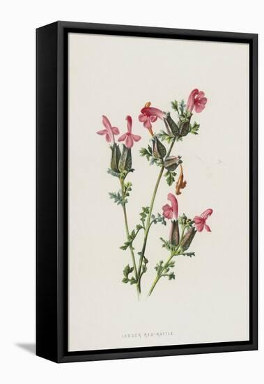 Lesser Red-Rattle (Chromolitho)-Frederick Edward Hulme-Framed Premier Image Canvas