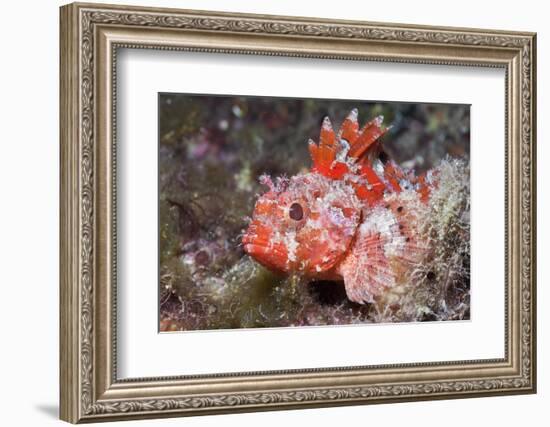 Lesser Red Scorpionfish (Scorpaena Notata), Tamariu, Costa Brava, Mediterranean Sea, Spain-Reinhard Dirscherl-Framed Photographic Print