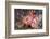 Lesser Red Scorpionfish (Scorpaena Notata), Tamariu, Costa Brava, Mediterranean Sea, Spain-Reinhard Dirscherl-Framed Photographic Print