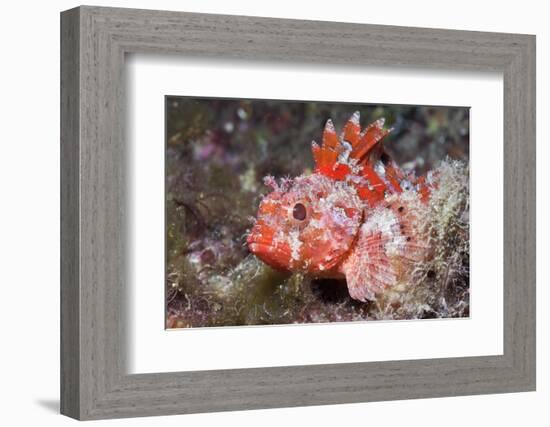 Lesser Red Scorpionfish (Scorpaena Notata), Tamariu, Costa Brava, Mediterranean Sea, Spain-Reinhard Dirscherl-Framed Photographic Print