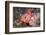 Lesser Red Scorpionfish (Scorpaena Notata), Tamariu, Costa Brava, Mediterranean Sea, Spain-Reinhard Dirscherl-Framed Photographic Print