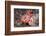 Lesser Red Scorpionfish (Scorpaena Notata), Tamariu, Costa Brava, Mediterranean Sea, Spain-Reinhard Dirscherl-Framed Photographic Print