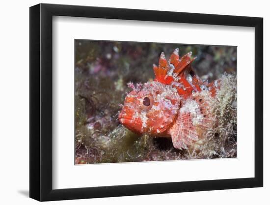 Lesser Red Scorpionfish (Scorpaena Notata), Tamariu, Costa Brava, Mediterranean Sea, Spain-Reinhard Dirscherl-Framed Photographic Print