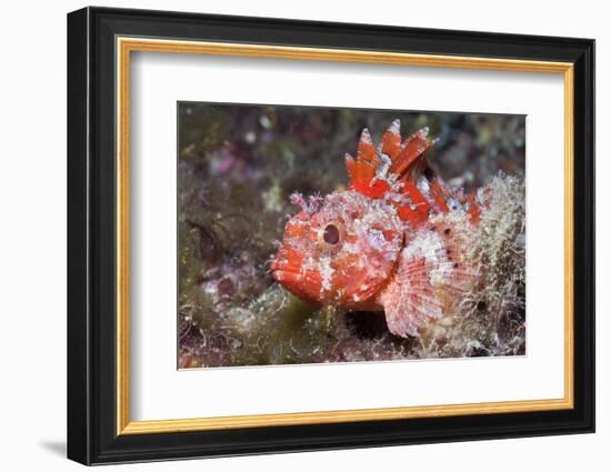 Lesser Red Scorpionfish (Scorpaena Notata), Tamariu, Costa Brava, Mediterranean Sea, Spain-Reinhard Dirscherl-Framed Photographic Print
