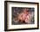 Lesser Red Scorpionfish (Scorpaena Notata), Tamariu, Costa Brava, Mediterranean Sea, Spain-Reinhard Dirscherl-Framed Photographic Print