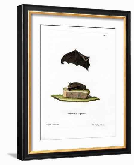 Lesser Sac-Winged Bat-null-Framed Giclee Print