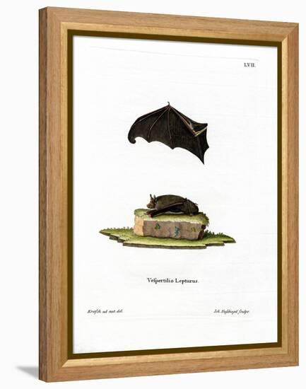 Lesser Sac-Winged Bat-null-Framed Premier Image Canvas