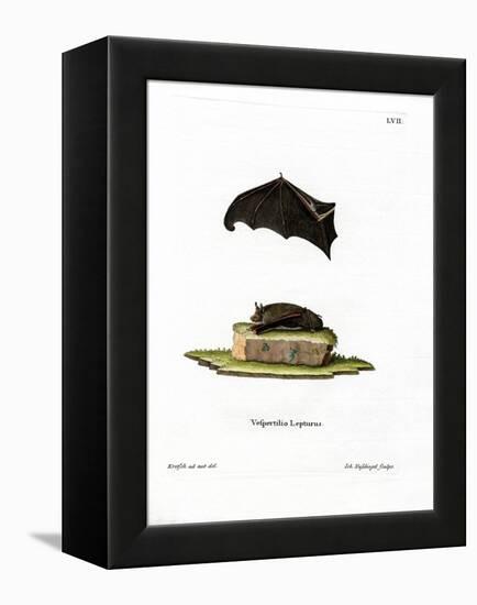 Lesser Sac-Winged Bat-null-Framed Premier Image Canvas