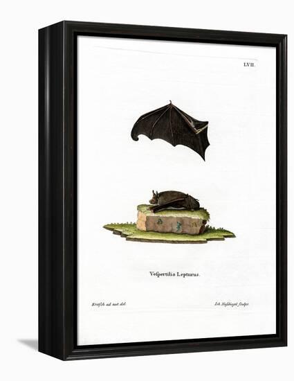 Lesser Sac-Winged Bat-null-Framed Premier Image Canvas