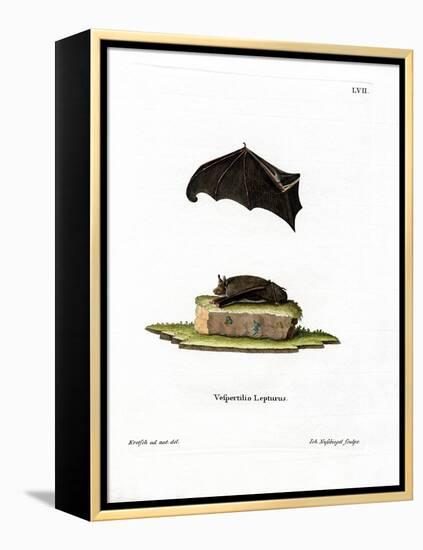 Lesser Sac-Winged Bat-null-Framed Premier Image Canvas