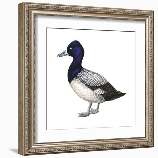 Lesser Scaup (Aythya Affinis), Duck, Birds-Encyclopaedia Britannica-Framed Art Print