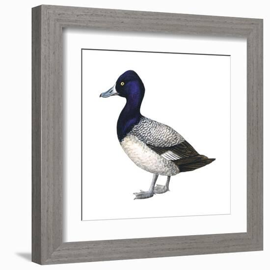 Lesser Scaup (Aythya Affinis), Duck, Birds-Encyclopaedia Britannica-Framed Art Print