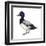 Lesser Scaup (Aythya Affinis), Duck, Birds-Encyclopaedia Britannica-Framed Art Print