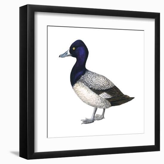 Lesser Scaup (Aythya Affinis), Duck, Birds-Encyclopaedia Britannica-Framed Art Print