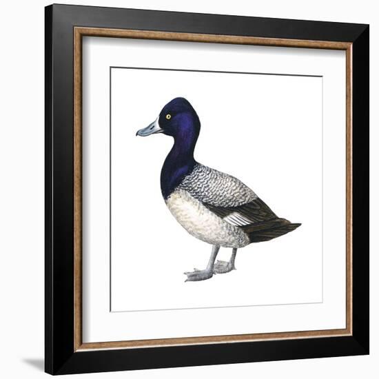 Lesser Scaup (Aythya Affinis), Duck, Birds-Encyclopaedia Britannica-Framed Art Print