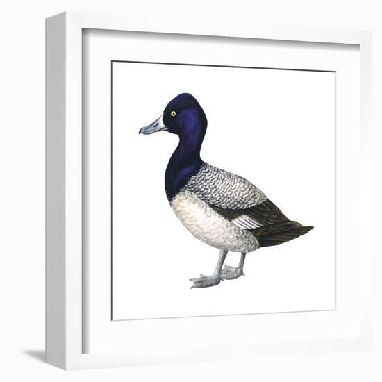 Lesser Scaup (Aythya Affinis), Duck, Birds-Encyclopaedia Britannica-Framed Art Print