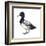 Lesser Scaup (Aythya Affinis), Duck, Birds-Encyclopaedia Britannica-Framed Art Print