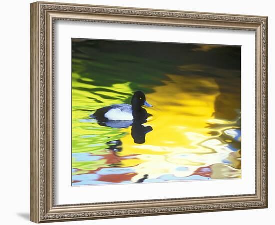 Lesser Scaup Drake, Coronado, California, USA-Arthur Morris.-Framed Photographic Print