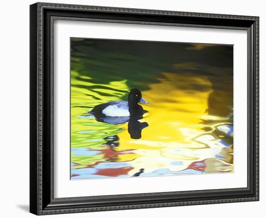 Lesser Scaup Drake, Coronado, California, USA-Arthur Morris.-Framed Photographic Print