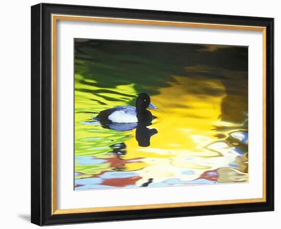 Lesser Scaup Drake, Coronado, California, USA-Arthur Morris.-Framed Photographic Print