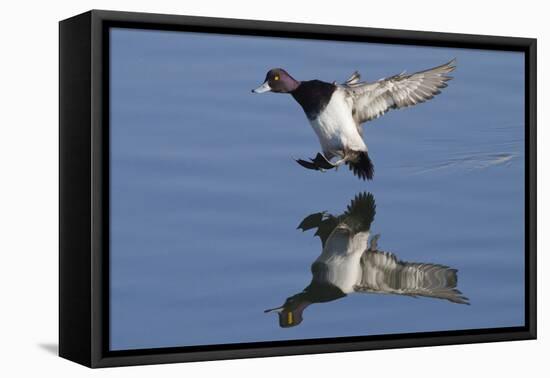 Lesser Scaup Drakes Landing-Hal Beral-Framed Premier Image Canvas