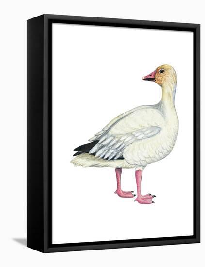 Lesser Snow Goose (Chen Caerulescens Caerulescens), Birds-Encyclopaedia Britannica-Framed Stretched Canvas