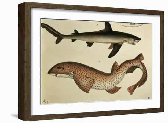 Lesser Spotted Dogfish, Pl.93 from "Naturgeschichte Und Abbildung Der Fische," 1836, by H.R. Schinz-null-Framed Giclee Print