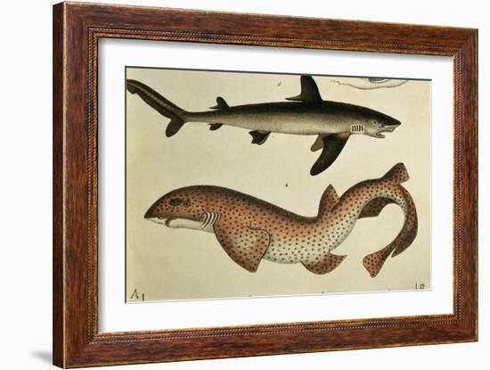 Lesser Spotted Dogfish, Pl.93 from "Naturgeschichte Und Abbildung Der Fische," 1836, by H.R. Schinz-null-Framed Giclee Print