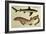 Lesser Spotted Dogfish, Pl.93 from "Naturgeschichte Und Abbildung Der Fische," 1836, by H.R. Schinz-null-Framed Giclee Print