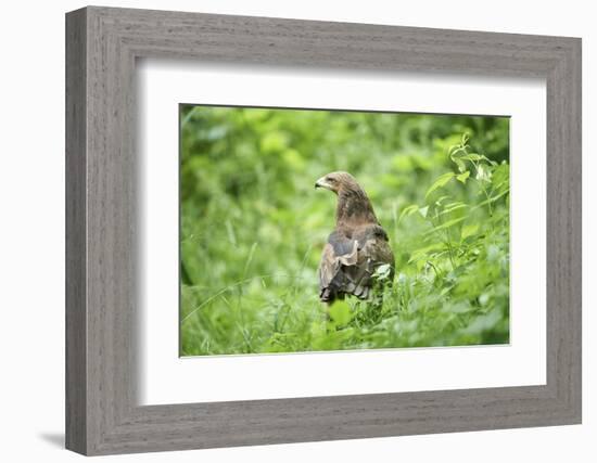 lesser spotted eagle, Clanga pomarina, close-up,-David & Micha Sheldon-Framed Photographic Print