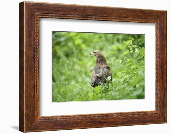 lesser spotted eagle, Clanga pomarina, close-up,-David & Micha Sheldon-Framed Photographic Print