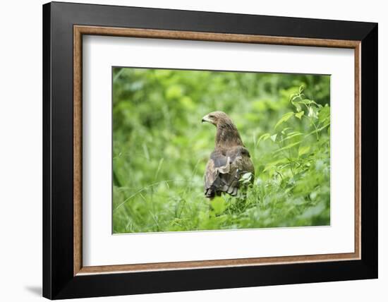 lesser spotted eagle, Clanga pomarina, close-up,-David & Micha Sheldon-Framed Photographic Print