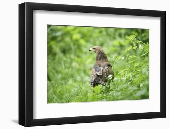 lesser spotted eagle, Clanga pomarina, close-up,-David & Micha Sheldon-Framed Photographic Print