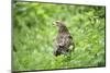 lesser spotted eagle, Clanga pomarina, close-up,-David & Micha Sheldon-Mounted Photographic Print