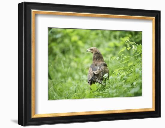 lesser spotted eagle, Clanga pomarina, close-up,-David & Micha Sheldon-Framed Photographic Print