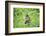 lesser spotted eagle, Clanga pomarina, close-up,-David & Micha Sheldon-Framed Photographic Print