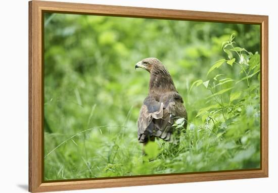 lesser spotted eagle, Clanga pomarina, close-up,-David & Micha Sheldon-Framed Premier Image Canvas